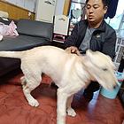 拉布拉多急售