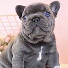 【官网推荐】出售法牛犬 纯种法国斗牛犬