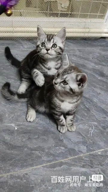 宠物猫出售的图片