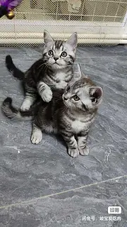 宠物猫出售