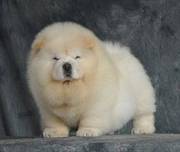 纯种松狮幼犬出售 驱虫疫苗已做好 全国送货上门