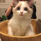 渭南附近哪里有布偶猫卖◆猫场常年卖纯种布偶猫