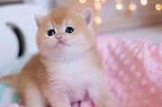 江门哪里有卖家养猫的？英短猫图片 英短猫多少钱？