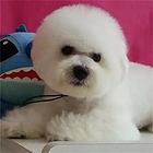 抚州【*推荐】比熊犬舍‖比熊养殖场
