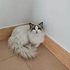 颜值控布偶猫