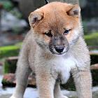 曲靖想买柴犬的幼犬 哪里有卖柴犬多少钱一只