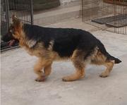 高品质德国牧羊犬帅气十足健康活泼可上门挑选