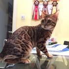 哪里有孟加拉豹猫卖的 豹猫性格怎么样 包纯种健康