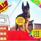 纯种德国牧羊犬赛级德牧锤系德牧 品质保证