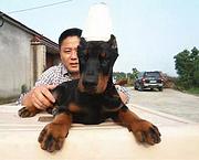 通化【杜宾犬舍】地址 杜宾一般价位