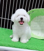 哪里有卖比熊犬的 比熊掉毛吗 比熊好养吗