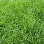 绍兴新的早熟禾草籽销售市场