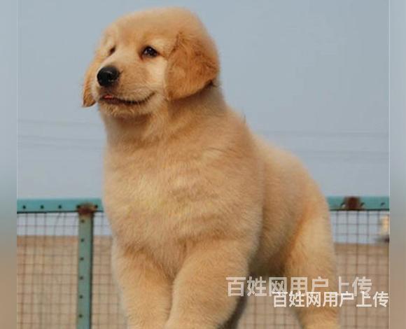 安康金毛繁殖场金毛犬舍联系方式的图片