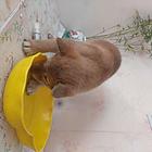出售柴犬小母2只