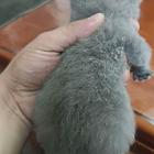 蓝猫宝宝公母都有