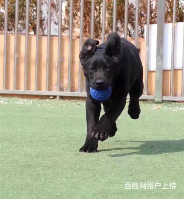 出售纯种拉布拉多 黑色黄色咖啡色拉多幼犬可挑选的图片