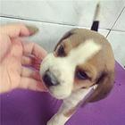 商丘卖比格犬的养殖场，养殖场比格犬一般卖多少钱