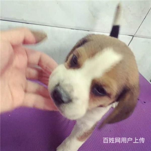 威海卖比格犬的犬舍，犬舍比格犬一般价位的图片