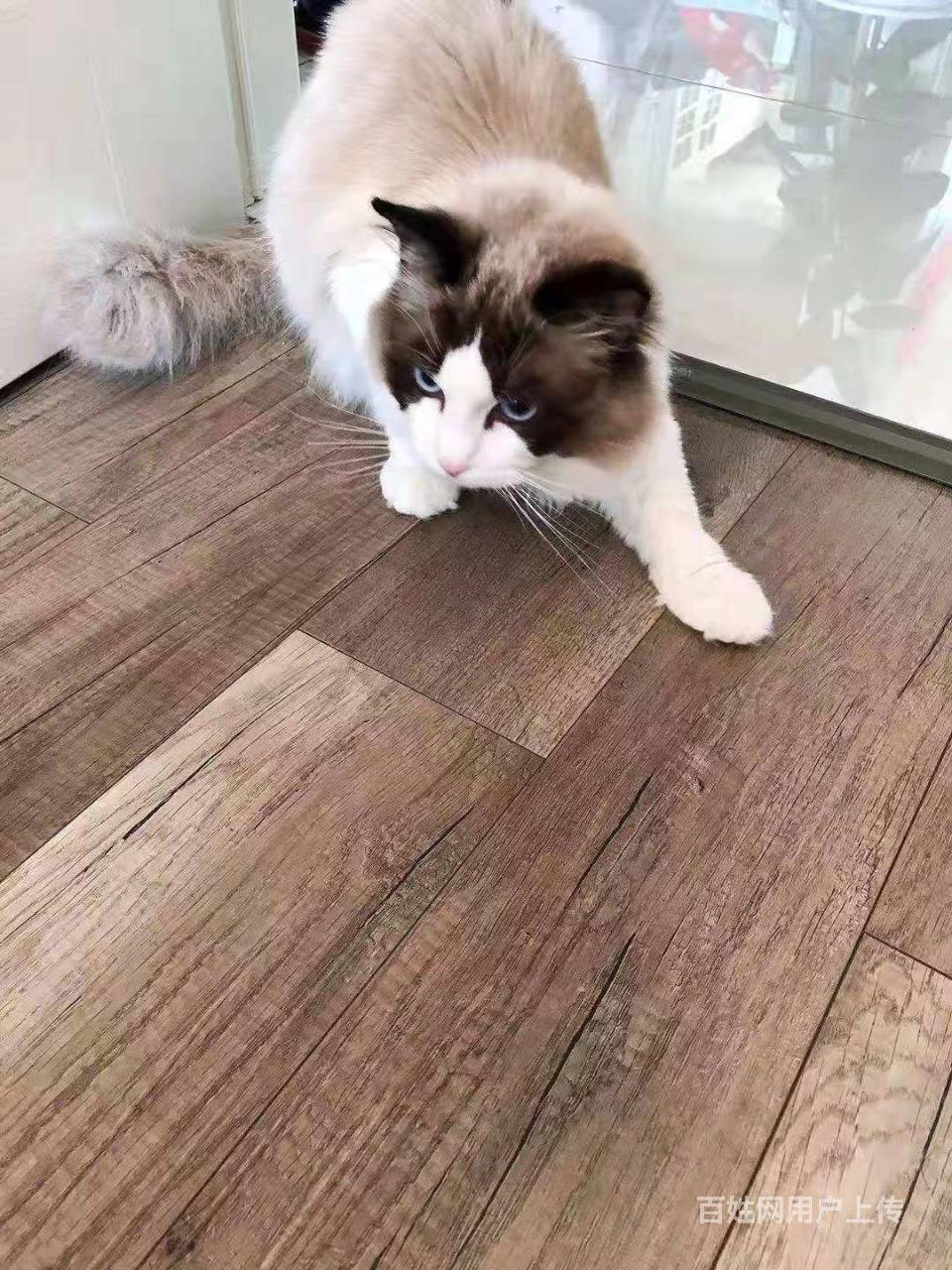 布偶猫 海豹双色 莫妮卡血 满耳满背 无色块