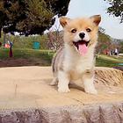白山哪里有柯基卖 柯基犬舍信息