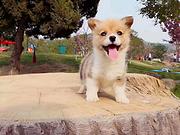 唐山哪里有卖柯基犬，柯基犬市场价格