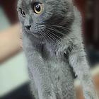 蓝猫妹妹，起司妹妹