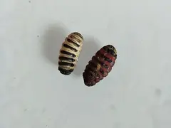 出售羊虫子（专治癫痫）