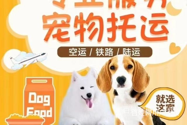 贞丰宠物托运）{安全高效}全程专人看护放心托付/今日热点的图片