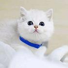 哪里有短毛猫卖的 纯种健康 短毛猫有什么习惯