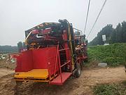 锦州4UL-2自动墩包红薯土豆联合收获机