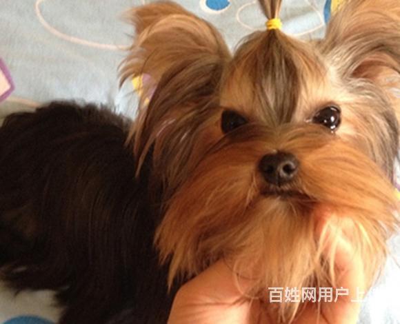 通辽正规约克夏犬舍地点联系方式的图片