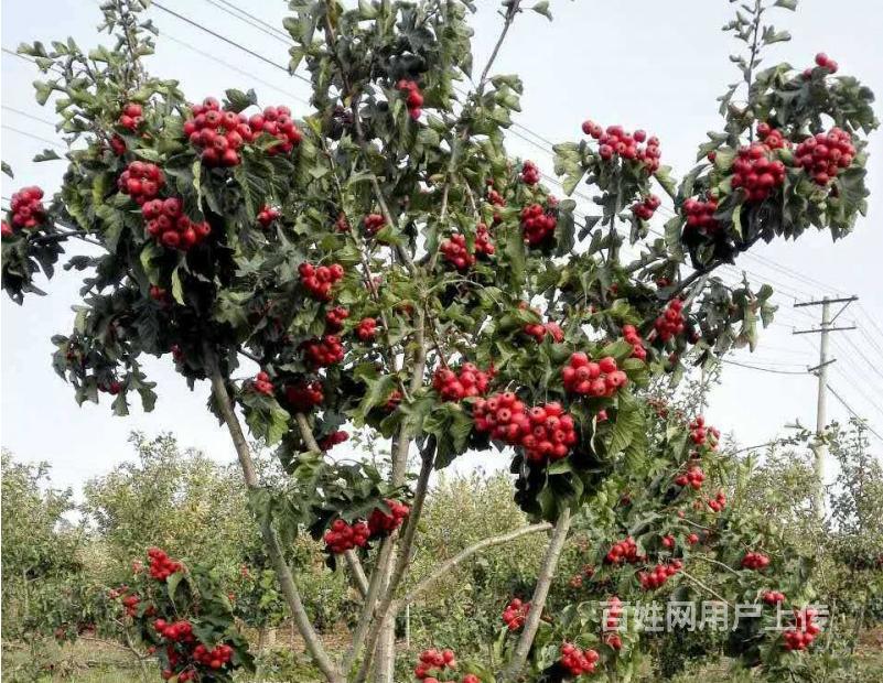 北京果树苗木基地常年批发零售各种果树苗木