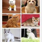 抚州哪里有卖猫的宠物猫多少钱一只