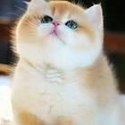 江苏昆山猫舍金渐层幼猫怎么卖