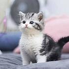 哪里有美国短毛猫卖的 美短加白价格 虎斑多少钱