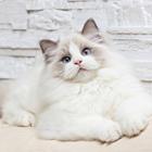 哪里有卖布偶猫的 网红仙女喵 蓝双海双均有