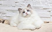哪里有卖布偶猫的 网红仙女喵 蓝双海双均有