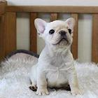 精品法国斗牛犬,多只可选,疫苗齐全,可上门选狗