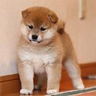 柴犬  柴犬价格柴犬图片 纯种柴犬怎么喂养