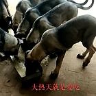 狼青母狗