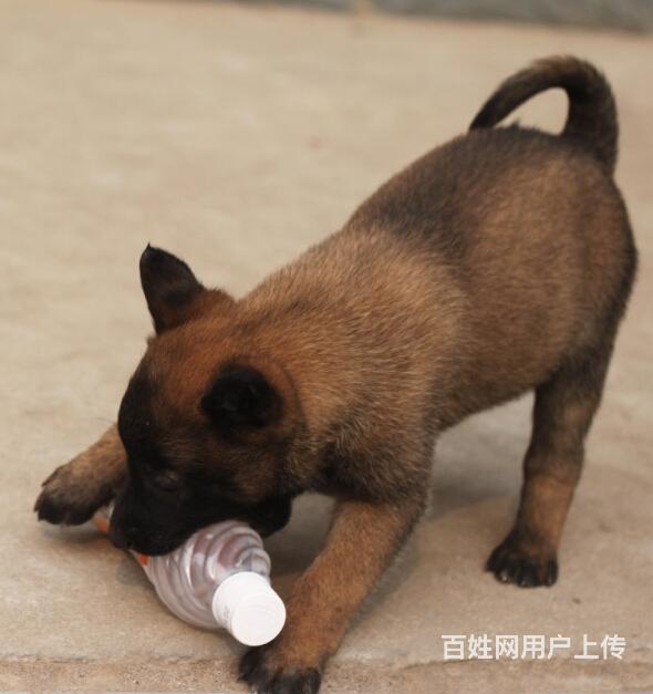 雅安马犬养殖基地Ⅰ马犬繁殖基地的图片