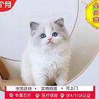布偶猫价格 布偶猫体重 布偶猫性别有什么区分