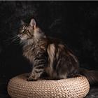 玉溪纯种缅因猫猫舍 正规猫舍家庭式繁育