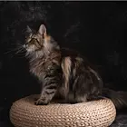 湖州纯种缅因猫猫舍 正规猫舍家庭式繁育