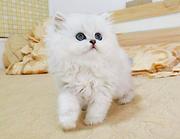 晋城哪里出售纯种金吉拉猫 金吉拉猫多少钱呢