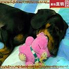 玉溪【十年老店】常年繁殖优质血统腊肠犬幼犬