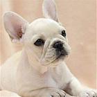 荆州（出售）法斗幼犬哪里买 狗场出售纯种法斗幼犬