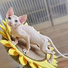 出售纯种无毛猫 无毛猫价格多少 疫苗齐全包健康