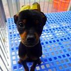 烟台【十年老店】常年繁殖优质血统小鹿犬幼犬