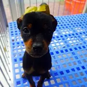 白山南京有哪些小鹿犬购买渠道  小鹿犬如何可以买到